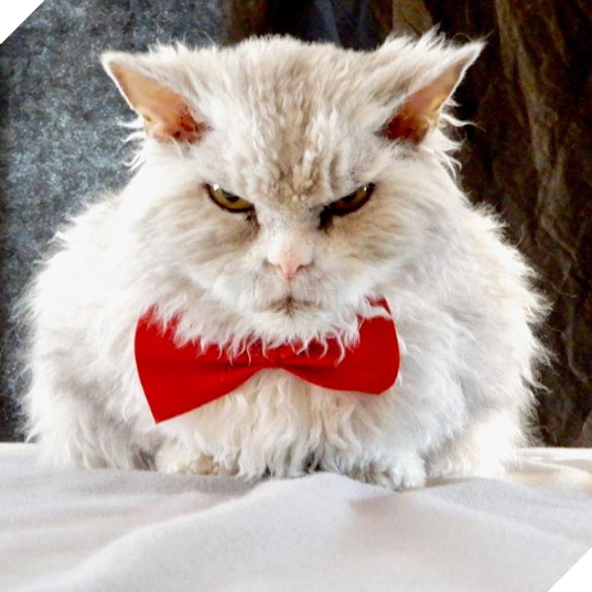 Gặp gỡ Albert: Con mèo lông xoăn trông lúc nào cũng cáu bẳn cục súc đang là hiện tượng MXH - Ảnh 4.