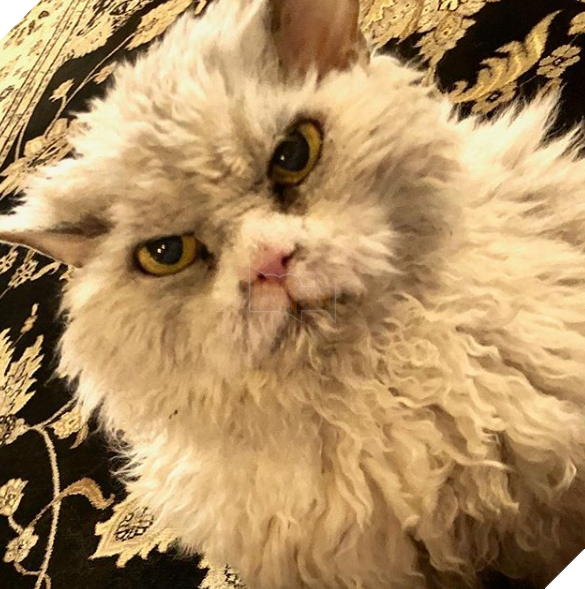 Gặp gỡ Albert: Con mèo lông xoăn trông lúc nào cũng cáu bẳn cục súc đang là hiện tượng MXH - Ảnh 5.