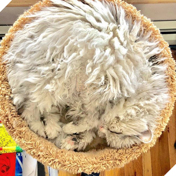 Gặp gỡ Albert: Con mèo lông xoăn trông lúc nào cũng cáu bẳn cục súc đang là hiện tượng MXH - Ảnh 6.