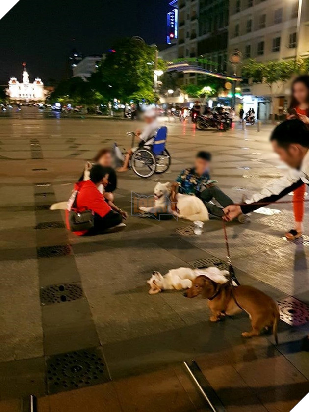 Cười lăn với nàng Corgi được phong thánh ngủ ngay trên phố Nguyễn Huệ Cười lăn với nàng Corgi được phong thánh ngủ ngay trên phố Nguyễn Huệ