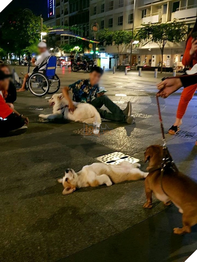 Dáng nằm "bất khuất" của nàng chó trên phố đi bộ Nguyễn Huệ.
Dáng nằm "bất khuất" của nàng chó trên phố đi bộ Nguyễn Huệ.