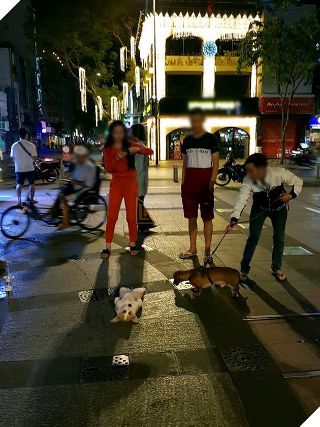 Cười lăn với nàng Corgi được phong thánh ngủ ngay trên phố Nguyễn Huệ Cười lăn với nàng Corgi được phong thánh ngủ ngay trên phố Nguyễn Huệ