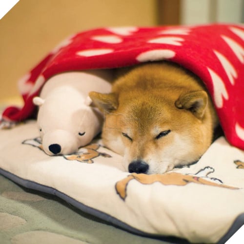 Cười lăn với nàng Corgi được phong thánh ngủ ngay trên phố Nguyễn Huệ Cười lăn với nàng Corgi được phong thánh ngủ ngay trên phố Nguyễn Huệ