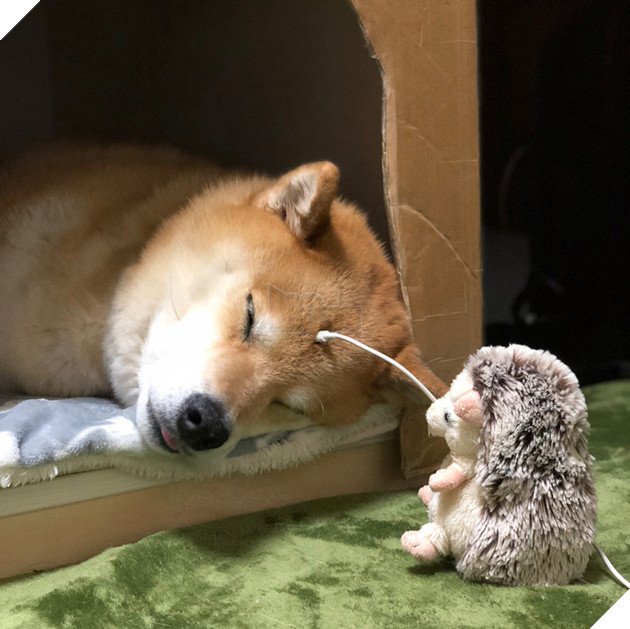 Cười lăn với nàng Corgi được phong thánh ngủ ngay trên phố Nguyễn Huệ Cười lăn với nàng Corgi được phong thánh ngủ ngay trên phố Nguyễn Huệ