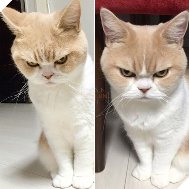 "Liệu cái phần hồn mà ngày đủ 3 bữa cho bổn cung đấy chứ lại bày trò mèo trêu bổn cung đi!"
"Liệu cái phần hồn mà ngày đủ 3 bữa cho bổn cung đấy chứ lại bày trò mèo trêu bổn cung đi!"