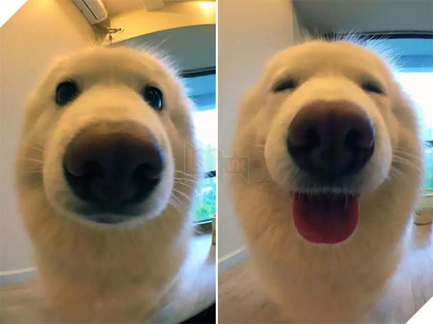 "Úi a bé được khen thích quá nè hihi!"
"Úi a bé được khen thích quá nè hihi!"