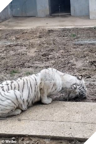 Đau lòng hình ảnh chú hổ trắng quý hiếm phải ăn đất vì bị bỏ đói