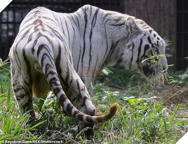 Đau lòng hình ảnh chú hổ trắng quý hiếm phải ăn đất vì bị bỏ đói 4