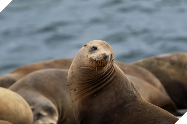 Chính phủ Mỹ ra lệnh giết hàng trăm gia đình sư tử biển gây tranh cãi dữ dội 4