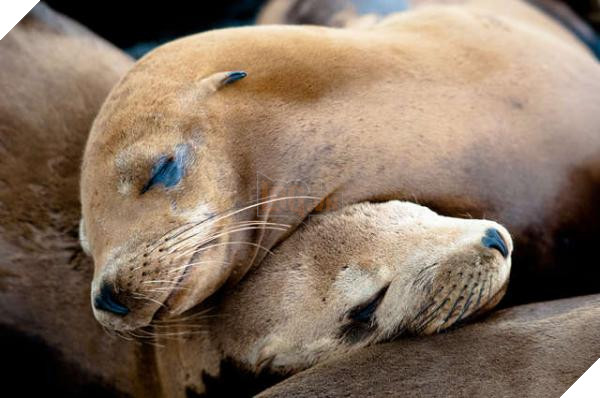 Chính phủ Mỹ ra lệnh giết hàng trăm gia đình sư tử biển gây tranh cãi dữ dội 3