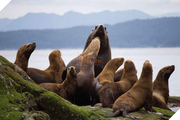 Chính phủ Mỹ ra lệnh giết hàng trăm gia đình sư tử biển gây tranh cãi dữ dội
