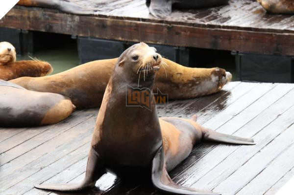 Chính phủ Mỹ ra lệnh giết hàng trăm gia đình sư tử biển gây tranh cãi dữ dội 5