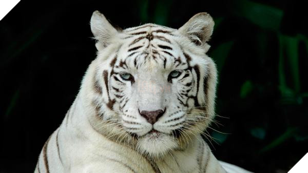 Đau lòng hình ảnh chú hổ trắng quý hiếm phải ăn đất vì bị bỏ đói 5