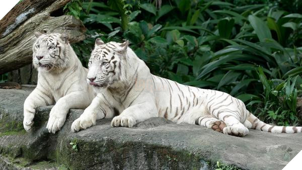 Đau lòng hình ảnh chú hổ trắng quý hiếm phải ăn đất vì bị bỏ đói 3