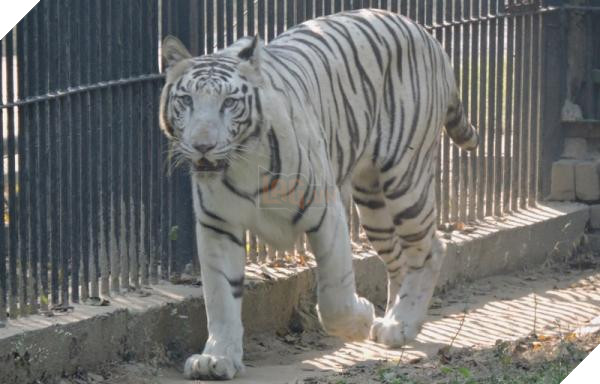 Đau lòng hình ảnh chú hổ trắng quý hiếm phải ăn đất vì bị bỏ đói 2