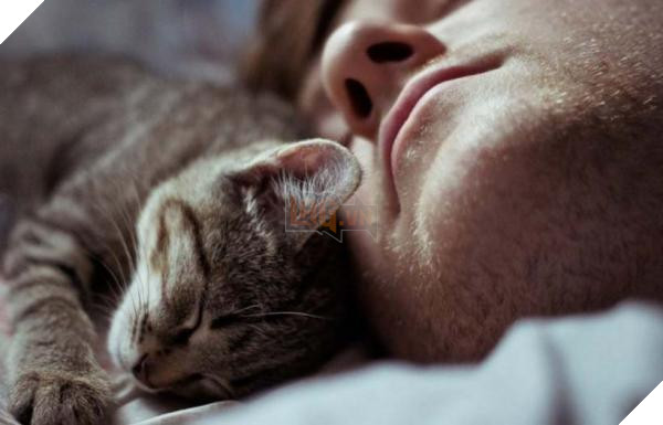 Lý do 'kì cục kẹo' khiến lũ mèo thích ngủ ké và tranh giường với chúng ta 3