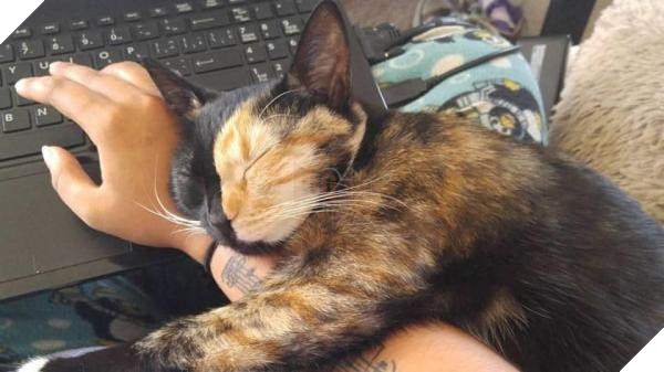 Lý do 'kì cục kẹo' khiến lũ mèo thích ngủ ké và tranh giường với chúng ta 9