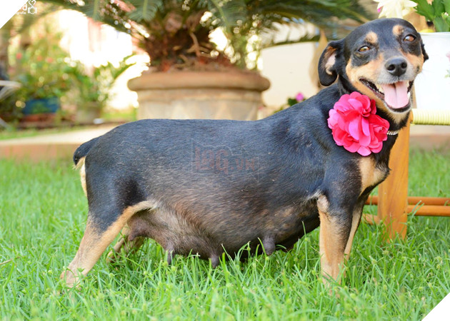 Niềm hạnh phúc thể hiện qua những bức ảnh của cô chó hạ sinh 6 chú cún cưng xinh hết sức 9