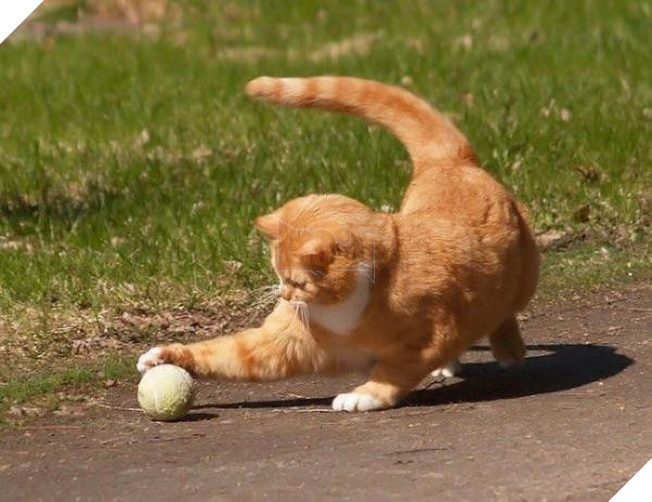 Lý do 'kì cục kẹo' khiến lũ mèo thích ngủ ké và tranh giường với chúng ta 5