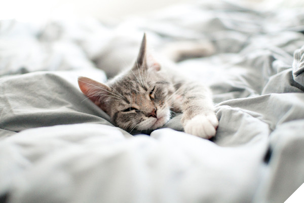 Lý do 'kì cục kẹo' khiến lũ mèo thích ngủ ké và tranh giường với chúng ta 7