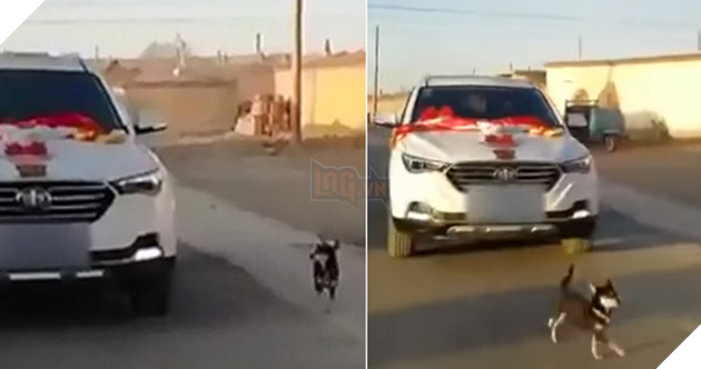 Xem mà rớt nước mắt với chú chó không muốn cô chủ lấy chồng đuổi theo xe dâu đến mức kiệt sức