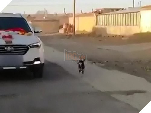 Xem mà rớt nước mắt với chú chó không muốn cô chủ lấy chồng đuổi theo xe dâu đến mức kiệt sức 2