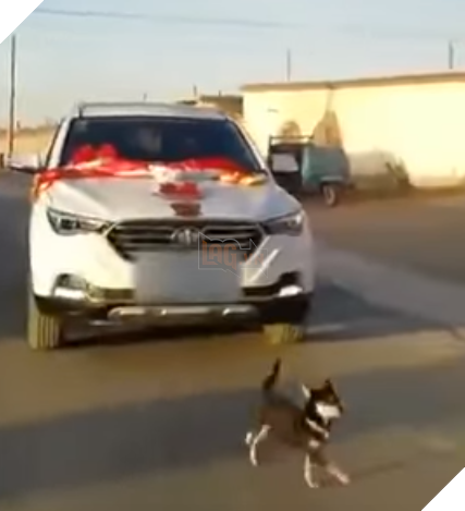 Xem mà rớt nước mắt với chú chó không muốn cô chủ lấy chồng đuổi theo xe dâu đến mức kiệt sức 3