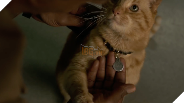 Goose - chú mèo của Captain Marvel trong phim thực sự không phải là một con mèo. Nguồn: Internet.
