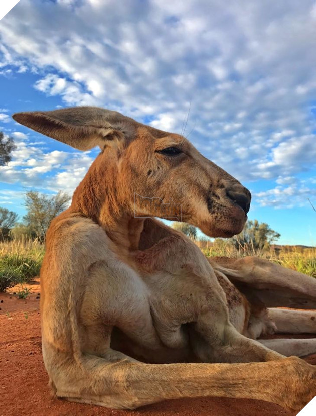 CĐM tiếc nuối khi “hotboy” kangaroo tay không bóp nát xô kim loại và có tới 12 cô vợ đã qua đời 8