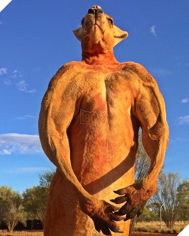 CĐM tiếc nuối khi “hotboy” kangaroo tay không bóp nát xô kim loại và có tới 12 cô vợ đã qua đời 3