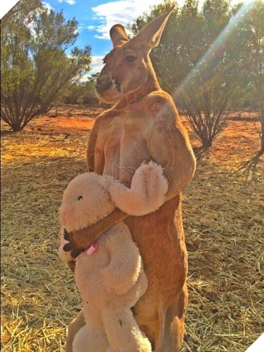 CĐM tiếc nuối khi “hotboy” kangaroo tay không bóp nát xô kim loại và có tới 12 cô vợ đã qua đời 5