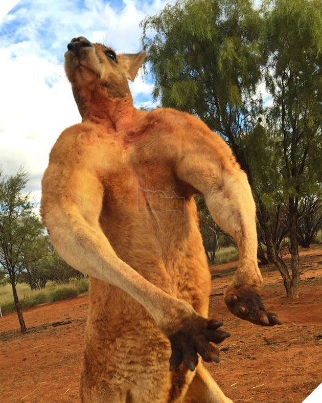 CĐM tiếc nuối khi “hotboy” kangaroo tay không bóp nát xô kim loại và có tới 12 cô vợ đã qua đời 2