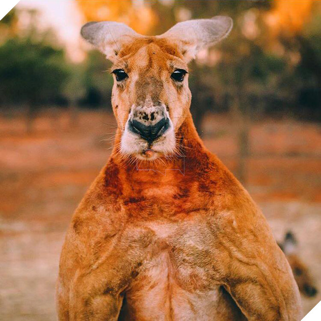 CĐM tiếc nuối khi “hotboy” kangaroo tay không bóp nát xô kim loại và có tới 12 cô vợ đã qua đời 7