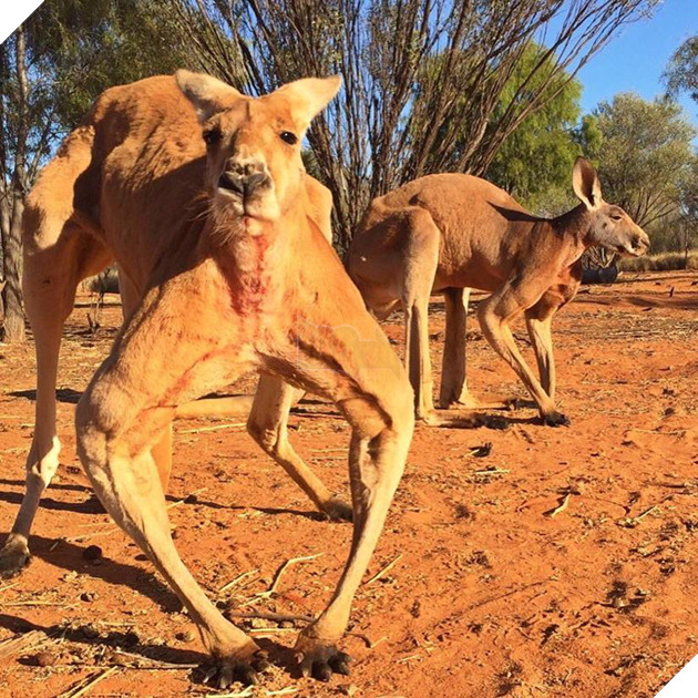 CĐM tiếc nuối khi “hotboy” kangaroo tay không bóp nát xô kim loại và có tới 12 cô vợ đã qua đời 6