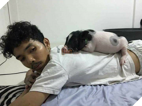 
Mới ngày nào bé heo còn nhỏ xíu, nằm gọn trên lưng chàng trai mà ngủ ngon lành.