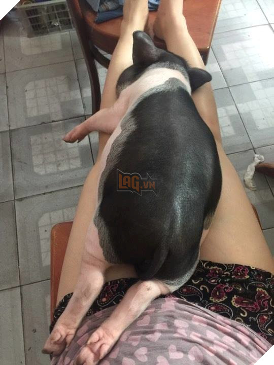 
Ai ngờ các “sen” mát tay quá, chỉ sau 1 tháng, “Chó” đã lớn phổng phao.