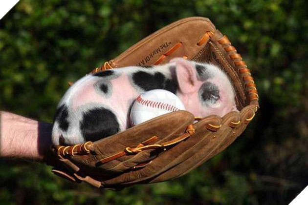 
Ngoại hình tí hon có thể “đốn gục” trái tim bất cứ ai.