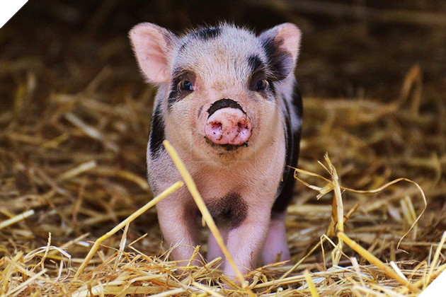 
Người bạn đáng yêu này có thể ở bên bạn lâu dài.