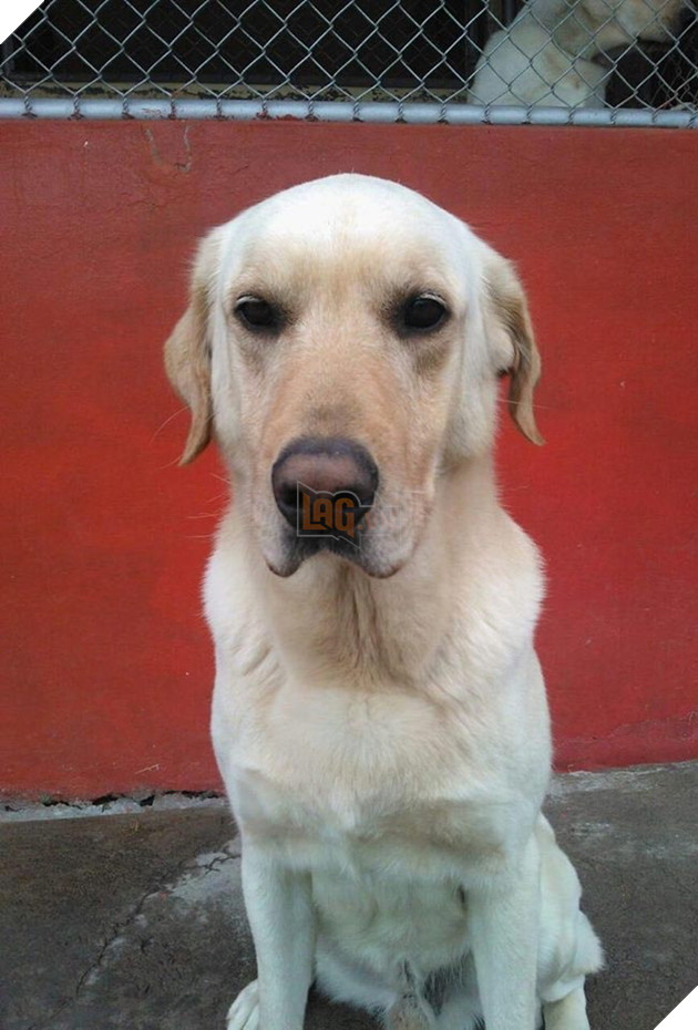 chú chó labrador cứu hộ dũng cảm