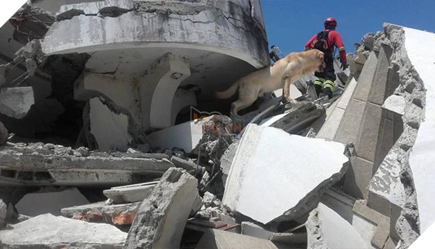 chú chó labrador cứu hộ dũng cảm