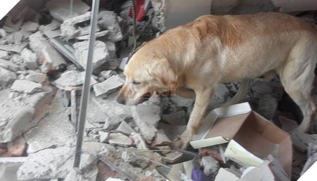 chú chó labrador cứu hộ dũng cảm