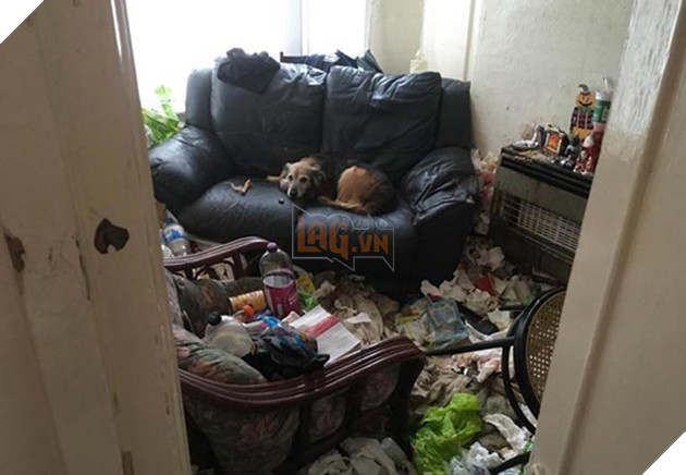 chú chó già mang khối u đợi chủ về