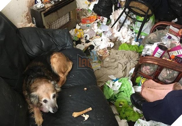 chú chó già mang khối u đợi chủ về