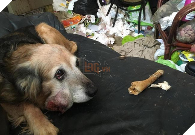 chú chó già mang khối u đợi chủ về