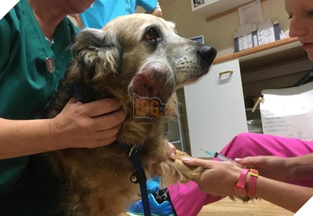 chú chó già mang khối u đợi chủ về