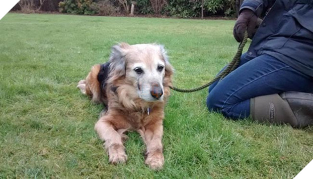 chú chó già mang khối u đợi chủ về