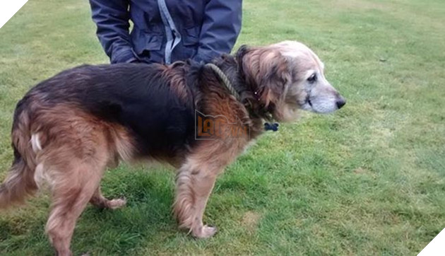 chú chó già mang khối u đợi chủ về