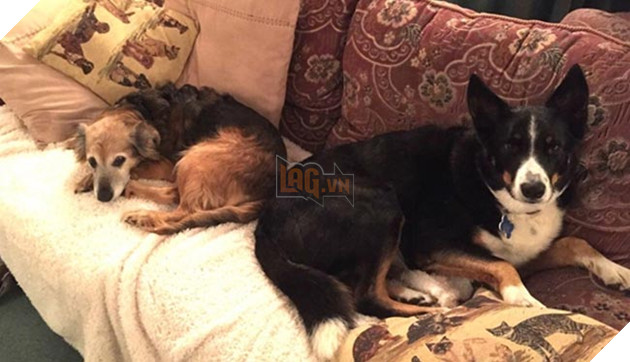 chú chó già mang khối u đợi chủ về