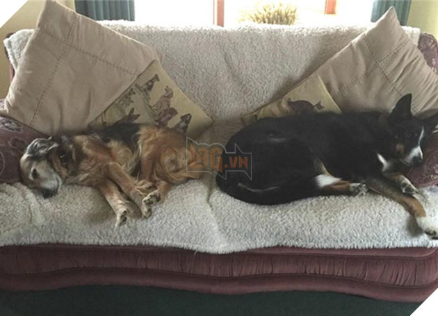 chú chó già mang khối u đợi chủ về