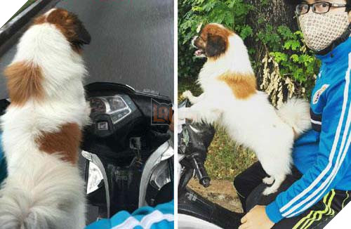 Chú chó chảy nước mắt chia tay người chủ sau 11 năm gắn bó tại TP. Hồ Chí Minh 10